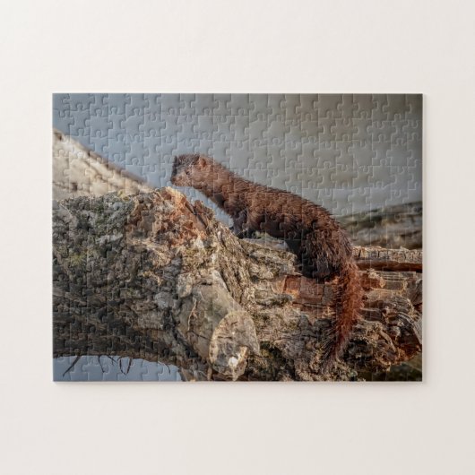 American Mink Puzzle (Horizontal)
