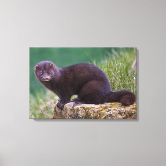 American Mink Wrapped Canvas Leinwanddruck (Vorderseite)
