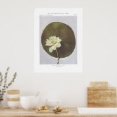 American Nelumbo oder Lotus - Nelumbo lutea Poster (Küche)