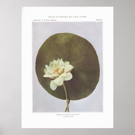 American Nelumbo oder Lotus - Nelumbo lutea Poster (Vorne)