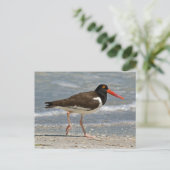 American Oystercatcher Foto Postkarte (Stehend Vorderseite)