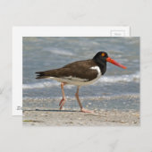 American Oystercatcher Foto Postkarte (Vorne/Hinten)