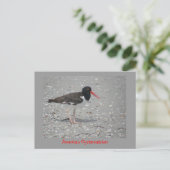 American Oystercatcher Postkarte (Stehend Vorderseite)