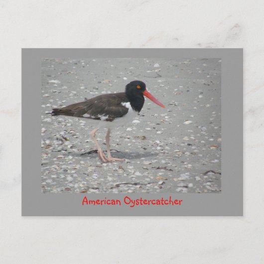 American Oystercatcher Postkarte (Vorderseite)