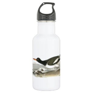 American Oystercatcher von Audubon Edelstahlflasche