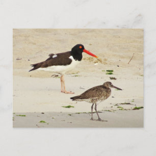 American Oystercatchers Foto Postkarte