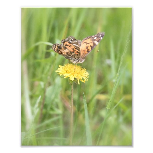 American Painted Lady Butterfly Foto Print (Vorne)