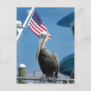 American Pelican Postcard Postkarte