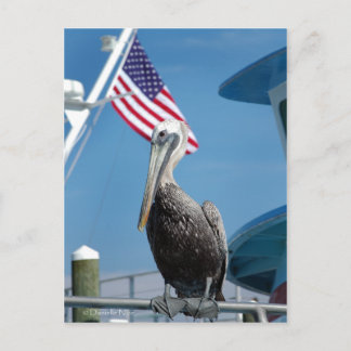American Pelican Postcard Postkarte