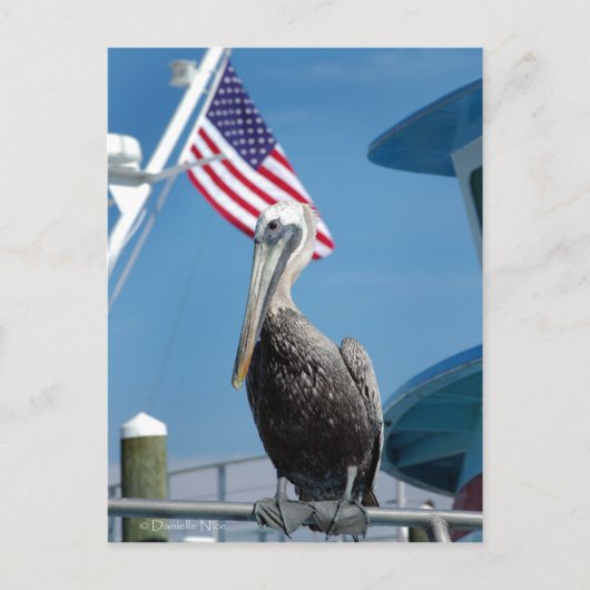 American Pelican Postcard Postkarte (Vorderseite)