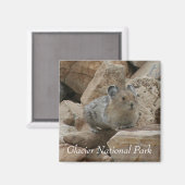 American Pika, Glacier National Park Magnet (Vorderseite/Rückseite)