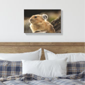 American Pika Leinwanddruck (Insitu (Schlafzimmer))