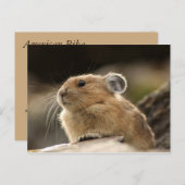 American Pika Postkarte (Vorne/Hinten)