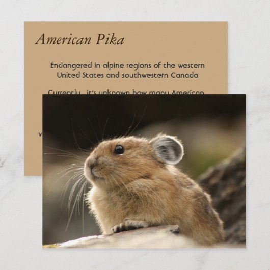 American Pika Postkarte (Vorne/Hinten)