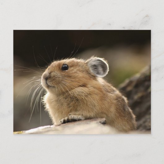 American Pika Postkarte (Vorderseite)
