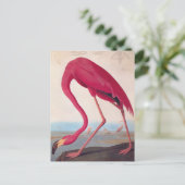 American Pink Flamingo Audubon Vintage Vogelkunst Postkarte (Stehend Vorderseite)