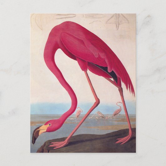 American Pink Flamingo Audubon Vintage Vogelkunst Postkarte (Vorderseite)