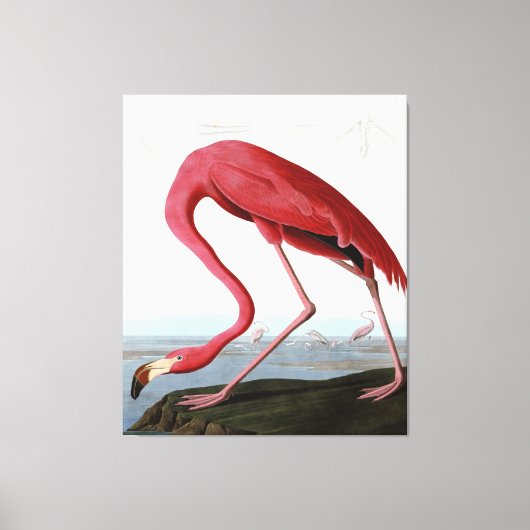 American Pink Flamingo Gift Lover| Sketch Flamingo Leinwanddruck (Vorderseite)