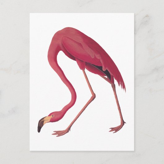 American Pink Flamingo Vintag Art Postkarte (Vorderseite)