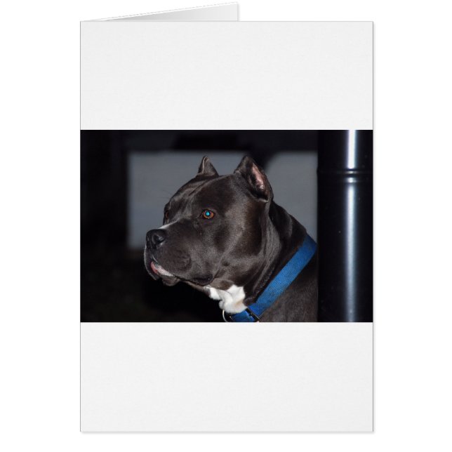 American Pit Bull Terrier (Vorne)