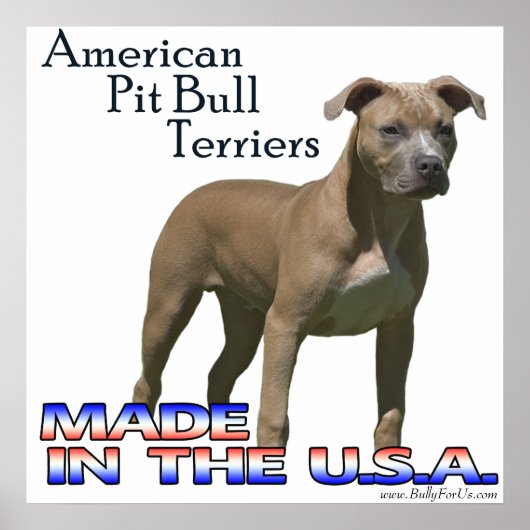 American Pit Bull Terrier (APBT) Poster (Vorne)