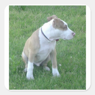 American_Pit_Bull_Terrier_puppy Quadratischer Aufkleber