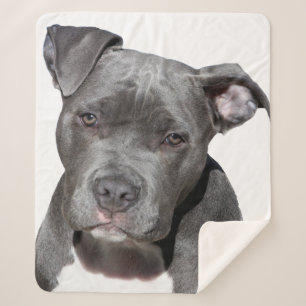American Pit Bull Terrier Sherpadecke