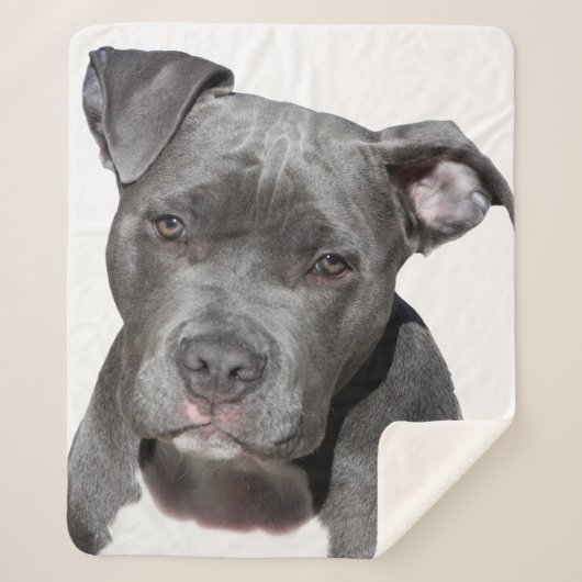 American Pit Bull Terrier Sherpadecke (Vorderseite)