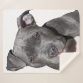 American Pit Bull Terrier Sherpadecke (Vorderseite (Horizontal))