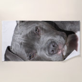 American Pit Bull Terrier Strandtuch (Vorderseite)