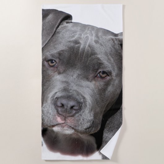 American Pit Bull Terrier Strandtuch (Vorderseite)