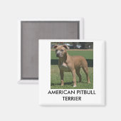 American Pitbull Terrier Magnet (Vorderseite/Rückseite)