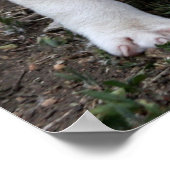 American PItbull Terrier Puppy Dog Poster (Ecke)