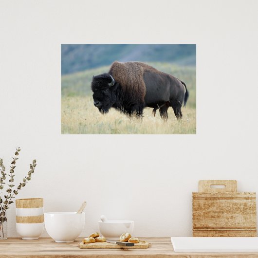 American Plains Bison Poster (Küche)