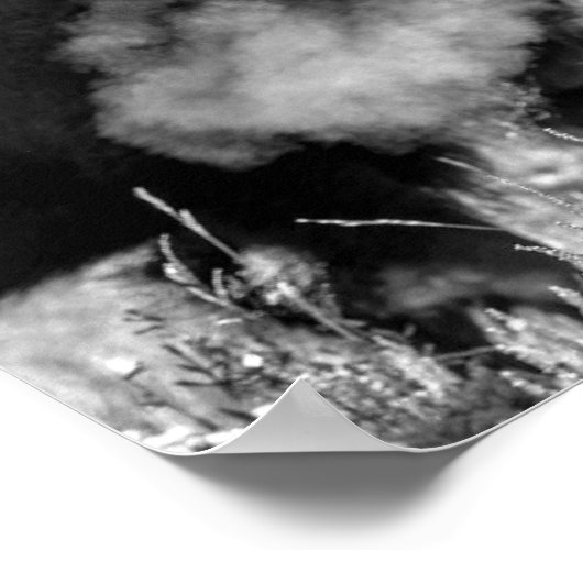 American Plains Bison Poster (Ecke)