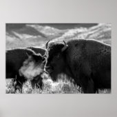 American Plains Bison Poster (Vorne)