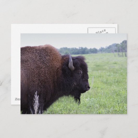American Plains Buffalo Bison Postcard Postkarte (Vorne/Hinten)
