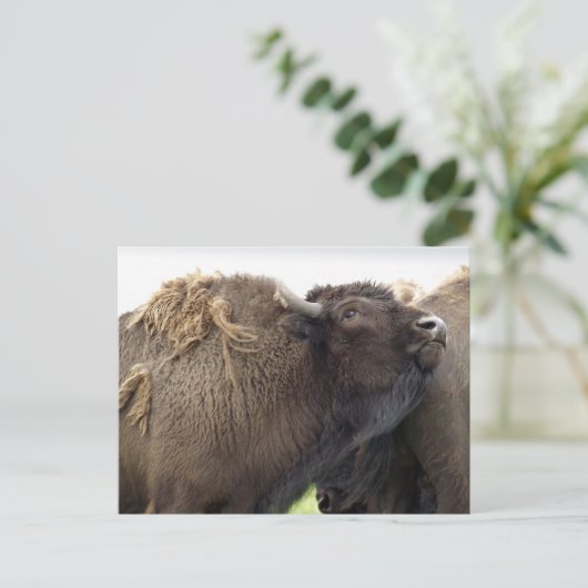 American Plains Buffalo Bison Postkarten (Stehend Vorderseite)