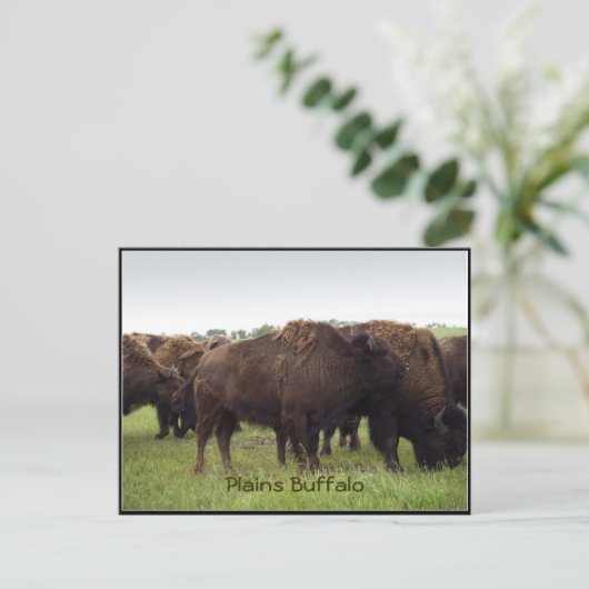 American Plains Buffalo Bison Postkarten (Stehend Vorderseite)