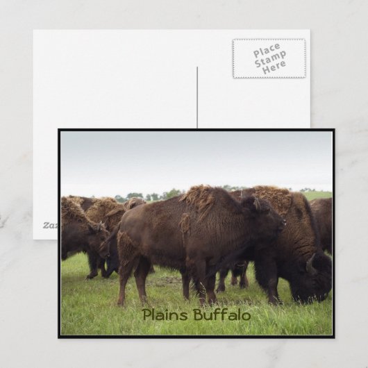 American Plains Buffalo Bison Postkarten (Vorne/Hinten)