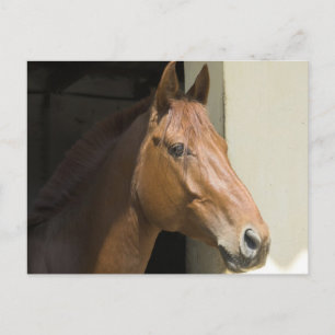 American Quarter Horse Postcard Postkarte