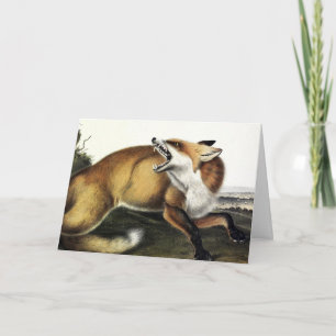 American Red Fox, Vulpes vulvus von Audubon Karte