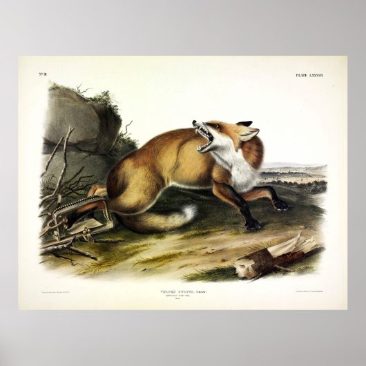 American Red Fox, Vulpes vulvus von Audubon Poster (Vorne)
