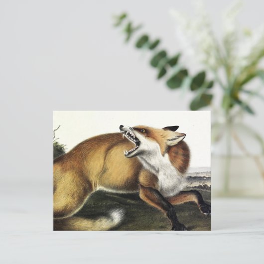 American Red Fox, Vulpes vulvus von Audubon Postkarte (Stehend Vorderseite)