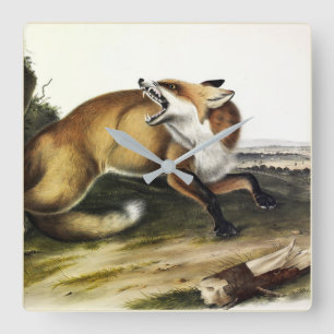 American Red Fox, Vulpes vulvus von Audubon Quadratische Wanduhr