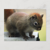 American Red Squirrel Postkarte (Vorderseite)