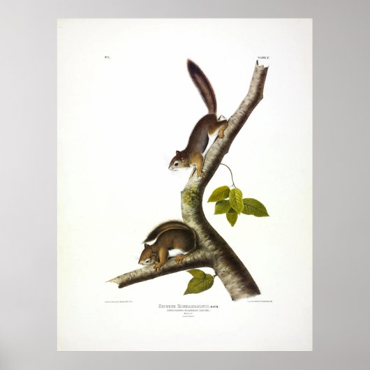 American Red Squirrel (Richardson's Columbian) Poster (Vorne)