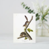 American Red Squirrel (Richardson's Columbian) Postkarte (Stehend Vorderseite)