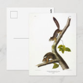 American Red Squirrel (Richardson's Columbian) Postkarte (Vorne/Hinten)