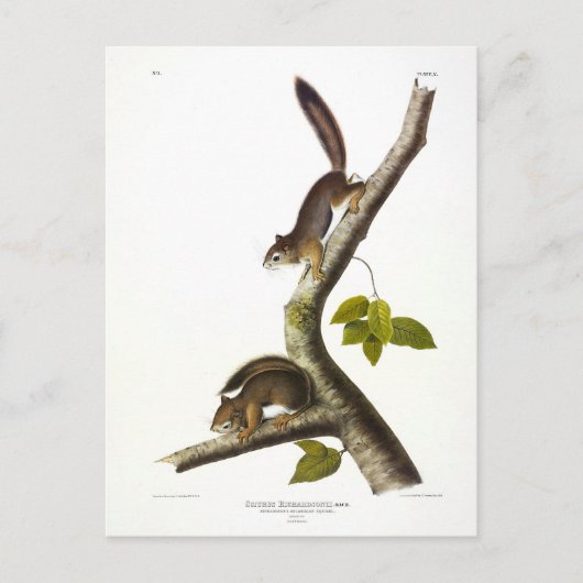 American Red Squirrel (Richardson's Columbian) Postkarte (Vorderseite)